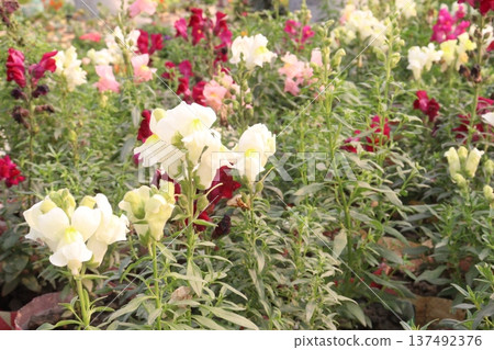 snapdragon, Antirrhinum, dragon flower, toadflax, dog flower plant 137492376