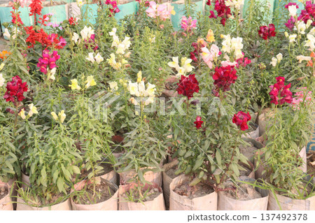 snapdragon, Antirrhinum, dragon flower, toadflax, dog flower plant snapdragon, Antirrhinum, dragon flower, toadflax, dog flower plant 137492378