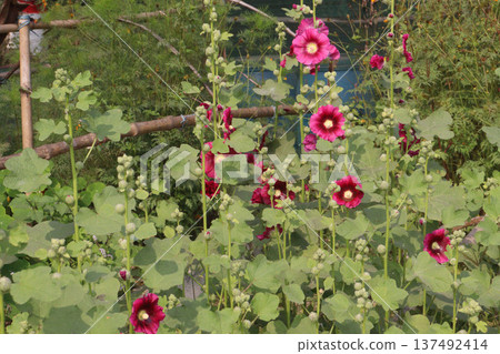 Hollyhocks or Alcea flower plant on farm for harvest 137492414