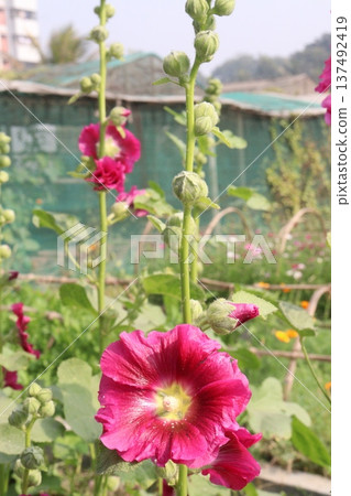 Hollyhocks or Alcea flower plant on farm for harvest Hollyhocks or Alcea flower plant on farm for harvest 137492419