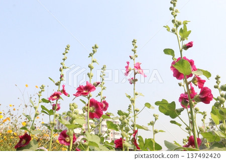 Hollyhocks or Alcea flower plant on farm for harvest Hollyhocks or Alcea flower plant on farm for harvest 137492420