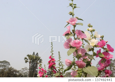 Hollyhocks or Alcea flower plant on farm for harvest Hollyhocks or Alcea flower plant on farm for harvest 137492441