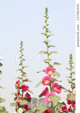 Hollyhocks or Alcea flower plant on farm for harvest Hollyhocks or Alcea flower plant on farm for harvest 137492445