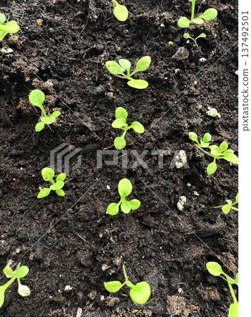 A close-up of pepper seedlings in dark soil on a windowsill at home A close-up of pepper seedlings in dark soil on a windowsill at home 137492501