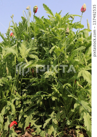 Papaver rhoeas or Common poppy flowers on farm for harvest 137492535