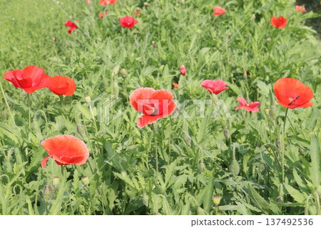 Papaver rhoeas or Common poppy flowers on farm for harvest Papaver rhoeas or Common poppy flowers on farm for harvest 137492536