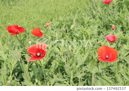 Papaver rhoeas or Common poppy flowers on farm for harvest Papaver rhoeas or Common poppy flowers on farm for harvest 137492537