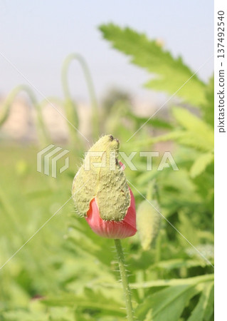 Papaver rhoeas or Common poppy flowers on farm for harvest Papaver rhoeas or Common poppy flowers on farm for harvest 137492540