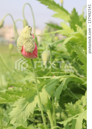 Papaver rhoeas or Common poppy flowers on farm for harvest Papaver rhoeas or Common poppy flowers on farm for harvest 137492541