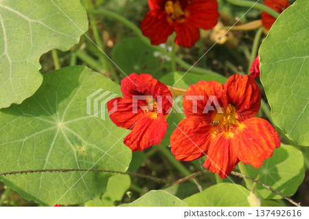 Garden Nasturtium flower plant on nursery Garden Nasturtium flower plant on nursery 137492616