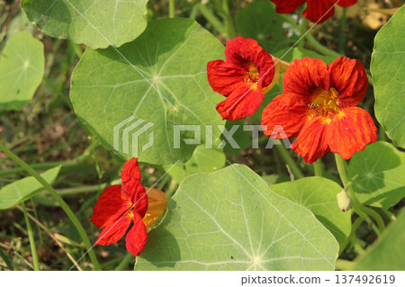 Garden Nasturtium flower plant on nursery Garden Nasturtium flower plant on nursery 137492619