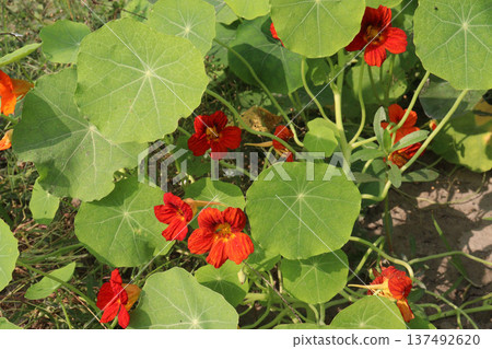 Garden Nasturtium flower plant on nursery Garden Nasturtium flower plant on nursery 137492620