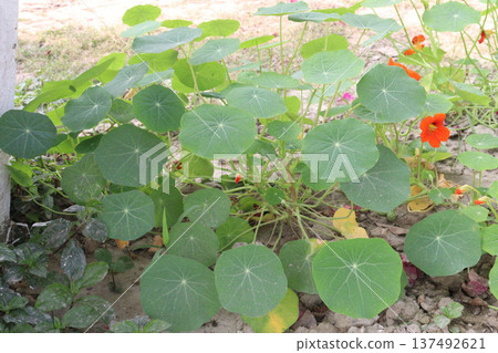 Garden Nasturtium flower plant on nursery Garden Nasturtium flower plant on nursery 137492621