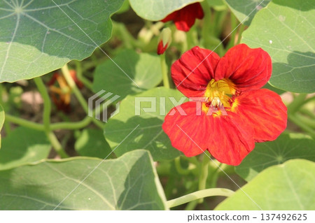 Garden Nasturtium flower plant on nursery Garden Nasturtium flower plant on nursery 137492625
