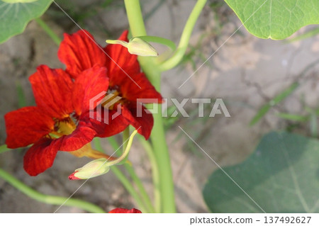 Garden Nasturtium flower plant on nursery Garden Nasturtium flower plant on nursery 137492627