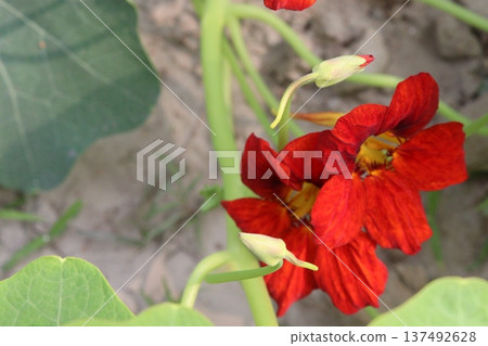 Garden Nasturtium flower plant on nursery Garden Nasturtium flower plant on nursery 137492628