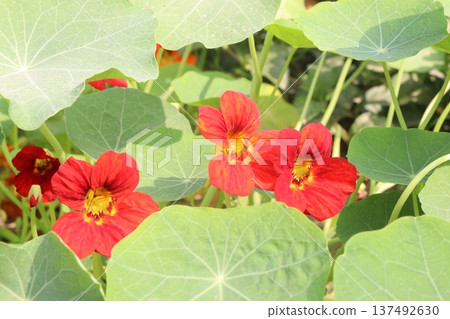 Garden Nasturtium flower plant on nursery Garden Nasturtium flower plant on nursery 137492630