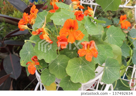 Garden Nasturtium flower plant on nursery Garden Nasturtium flower plant on nursery 137492634