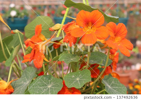 Garden Nasturtium flower plant on nursery 137492636