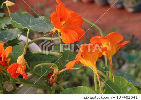 Garden Nasturtium flower plant on nursery 137492641