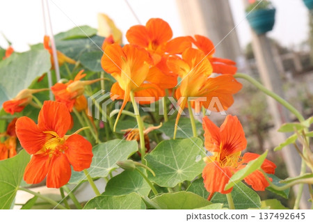 Garden Nasturtium flower plant on nursery 137492645