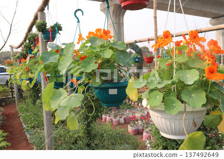 Garden Nasturtium flower plant on nursery 137492649