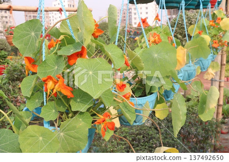 Garden Nasturtium flower plant on nursery Garden Nasturtium flower plant on nursery 137492650