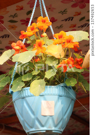 Garden Nasturtium flower plant on nursery Garden Nasturtium flower plant on nursery 137492653