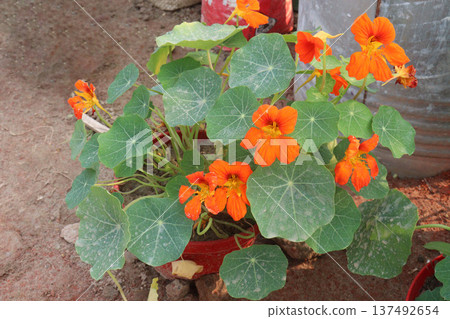 Garden Nasturtium flower plant on nursery Garden Nasturtium flower plant on nursery 137492654