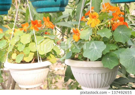 Garden Nasturtium flower plant on nursery Garden Nasturtium flower plant on nursery 137492655