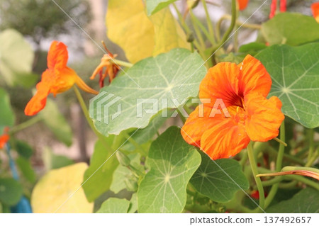 Garden Nasturtium flower plant on nursery Garden Nasturtium flower plant on nursery 137492657