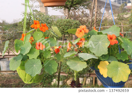 Garden Nasturtium flower plant on nursery Garden Nasturtium flower plant on nursery 137492659