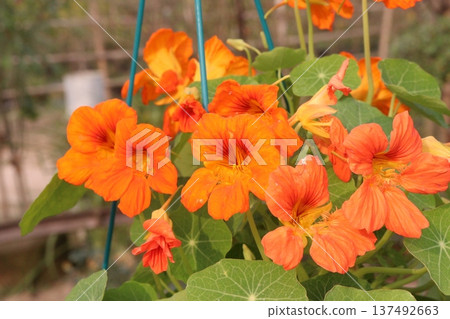 Garden Nasturtium flower plant on nursery 137492663