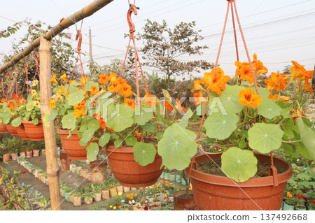 Garden Nasturtium flower plant on nursery 137492668