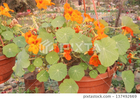 Garden Nasturtium flower plant on nursery 137492669