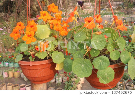 Garden Nasturtium flower plant on nursery Garden Nasturtium flower plant on nursery 137492670