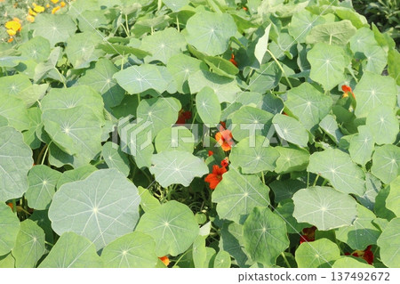 Garden Nasturtium flower plant on nursery Garden Nasturtium flower plant on nursery 137492672