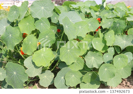 Garden Nasturtium flower plant on nursery 137492673