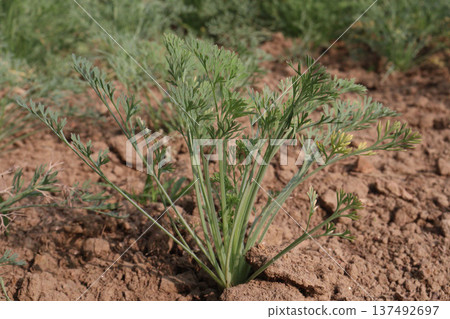 California poppy flowers on farm for harvest 137492697