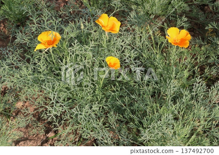 California poppy flowers on farm for harvest California poppy flowers on farm for harvest 137492700