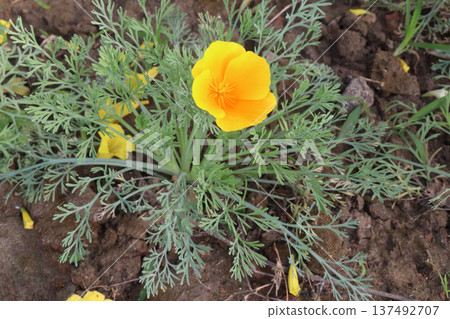 California poppy flowers on farm for harvest 137492707