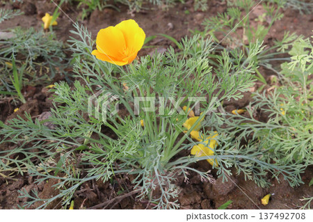 California poppy flowers on farm for harvest 137492708