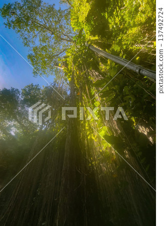 Shot from the bottom of a cenote towards the lush vegetation of plants and roots with a blue sky in the background. Shot from the bottom of a cenote towards the lush vegetation of plants and roots with a blue sky in the background. 137492724