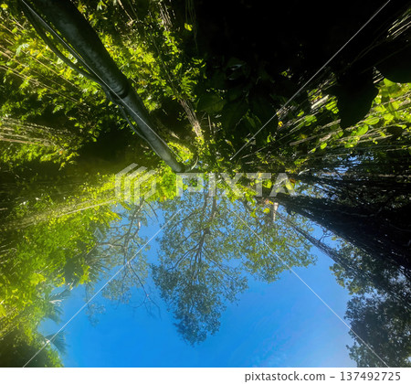 Sunbeams amidst the green vegetation of a cenote.Shot from the bottom Sunbeams amidst the green vegetation of a cenote.Shot from the bottom 137492725