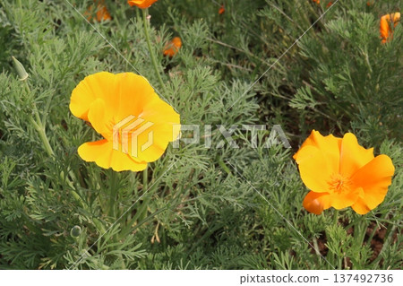California poppy flowers on farm for harvest California poppy flowers on farm for harvest 137492736