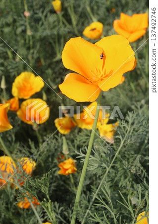 California poppy flowers on farm for harvest 137492746