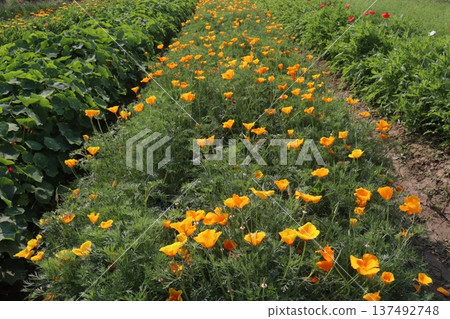 California poppy flowers on farm for harvest 137492748