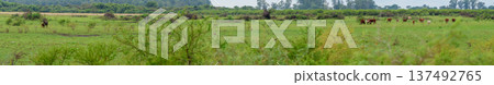 Panoramic image of a pampa plain with grazing holando cows. Panoramic image of a pampa plain with grazing holando cows. 137492765