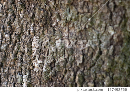 Close-up of the texture of a dark trunk .Horizontal photo 137492766