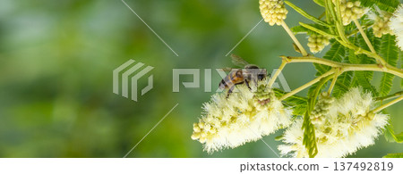 Small bee in the foreground, feeding on hawthorn slavage flowers. Screen background Small bee in the foreground, feeding on hawthorn slavage flowers. Screen background 137492819